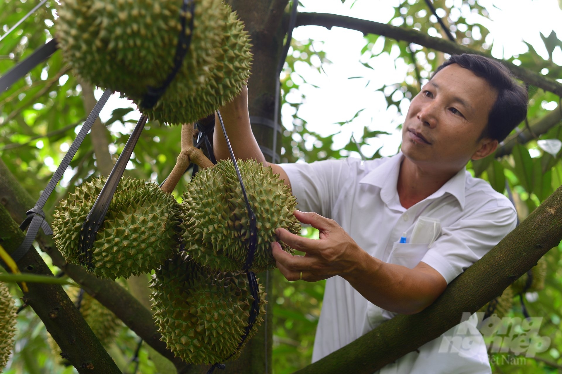 Thu hoạch sầu riêng