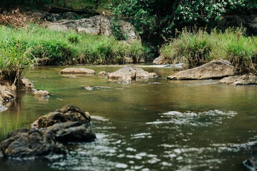 Suối rừng tự nhiên